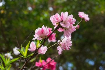 Flowering tree branch of prunus persica or flowering peach