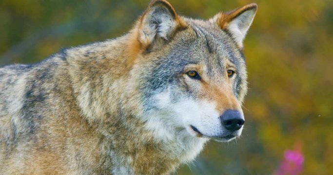 Close-up of beautiful grey wolf standing in the forest observing