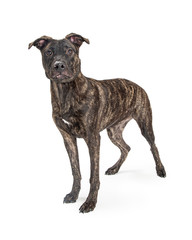 Brindle Crossbreed Dog Standing on White