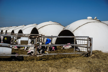 Row of Calf Houses on dairy farm, Livestock stable boxes in bubble form