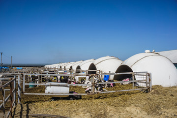 Fototapeta na wymiar Row of Calf Houses on dairy farm, Livestock stable boxes in bubble form