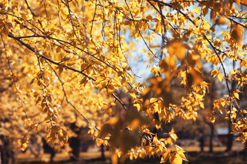 Autumn nature. Leaves and bushes with the yellow leaves in the p