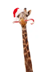 Papier Peint photo Girafe Girafe de Noël avec canne en bonbon