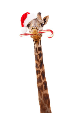 Christmas Giraffe With Candy Cane
