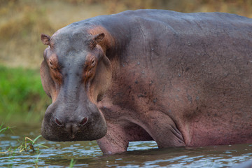 ippopotamo uganda in acqua