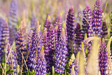 lupins lake tekapo new zealan