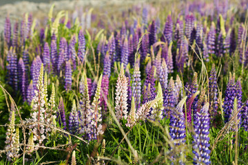 lupins lake tekapo new zealan