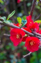 Bright red flowers on tree branch