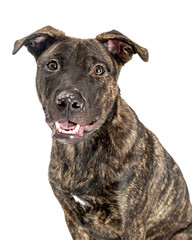 Naklejka premium Closeup Happy Mixed Breed Terrier Dog