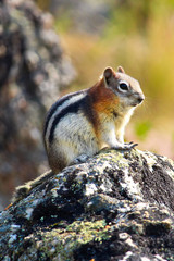 A ground squirrel sitting on a rock