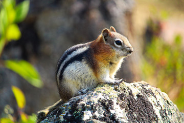 Naklejka na ściany i meble Closeup of a Golden Mantled Ground Squirrel on a rock