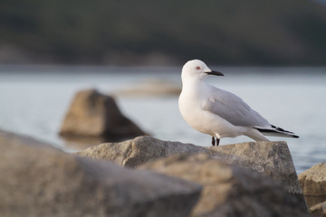 seagul 