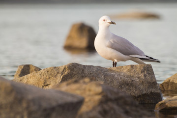 seagul 