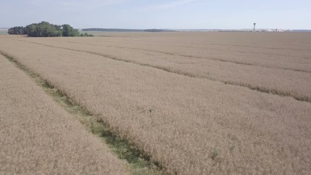 красивые рапсовые поля под синим небом / пролеты в солнечном небе над рапсовыми полями