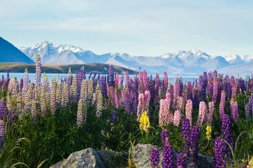 Poster Im Rahmen new zealand lupins in spring © Libor