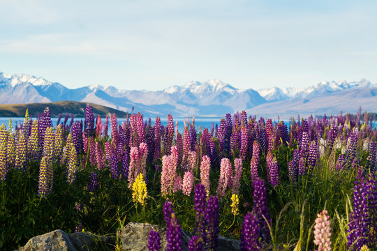 new zealand lupins in spring