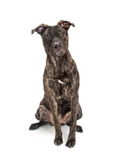 Mixed Breed Brindle Dog Sitting on White