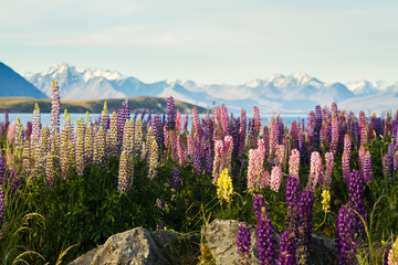 new zealand lupins in spring