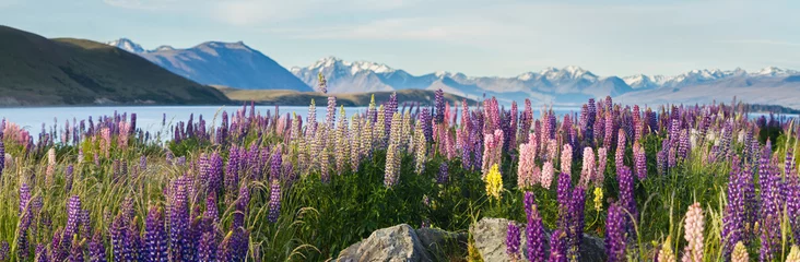 Fototapete new zealand lupins in spring © Libor