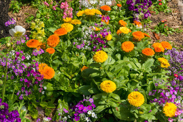 Colourful flowerbed on sunny day