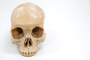 Human skull on the white background