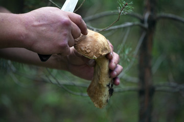 Freshly cut  mushroom in the hands of a mushroom picker