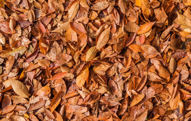 Autumn leaves background