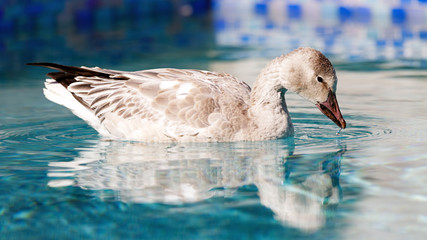 Snow Goose Swimmimg in Pool