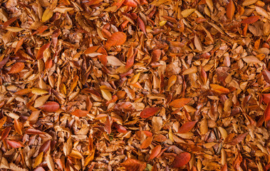 Autumn leaves background