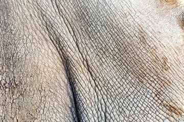 Photo sur Plexiglas Rhinocéros Texture de peau de gros plan de rhinocéros blanc