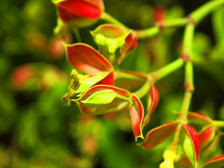 Macro close up bird shape pink and green Euphorbia bracteata slipper plant (Pedilanthus bracteatus) flower bunch, with blurred tree bush shadow background