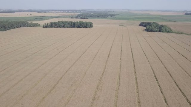 красивые рапсовые поля под синим небом / пролеты в солнечном небе над рапсовыми полями