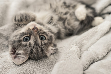 Cute little grey kitten
