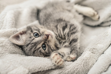 Cute little grey kitten