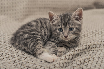 Fototapeta premium Ładny mały szary kotek