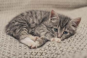 Cute little grey kitten