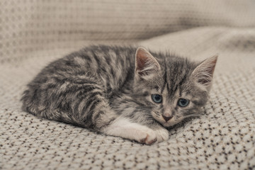 Fototapeta na wymiar Cute little grey kitten