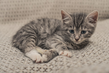 Cute little grey kitten