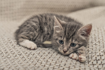 Cute little grey kitten