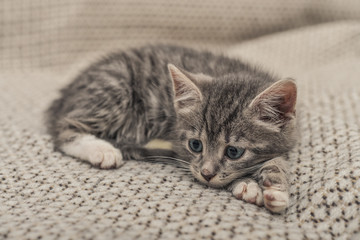Cute little grey kitten