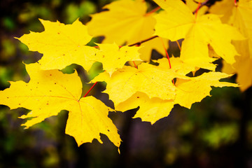 Yellow maple leaves against a dark background; a fall scene of leaves waiting to fall from the tree