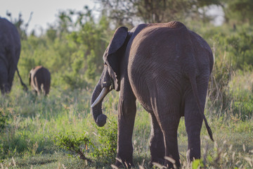 Fototapeta premium ELEPHANTS