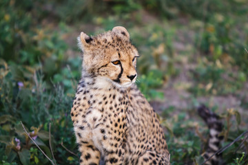 Cheetah
