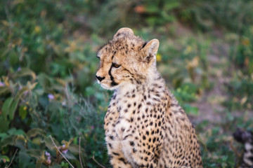 Cheetah