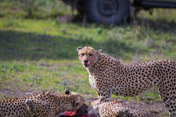 Cheetah