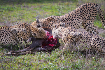 Cheetah