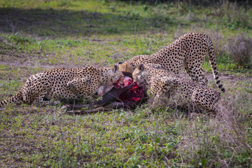 Cheetah
