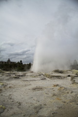 lupins lake tekapo new zealan