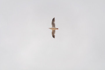 Flying Silver gull with wings spread