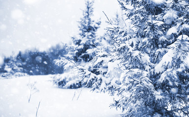 Landscape in the winter day